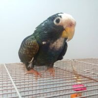 White Capped Pionus Parrot