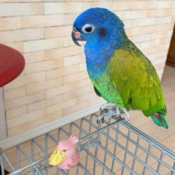 19-768x768-1-660x660 Blue Headed Pionus