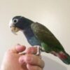 White Capped Pionus Parrot