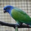 Blue Headed Pionus