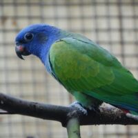 20-200x200 Blue Headed Pionus