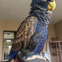 Bronze Winged Pionus Parrot