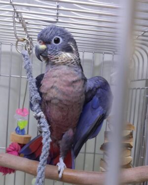 Dusky Pionus Parrot
