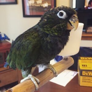 Maximilian’s Pionus Parrots