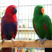 27-200x200 Solomon Island Eclectus Parrots