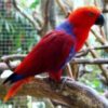 Solomon Island Eclectus Parrots