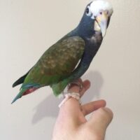 White Capped Pionus Parrot