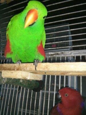 Vosmaer’s Eclectus Parrots 