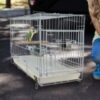 handy sized travel cage for your Parrot