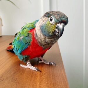 7-Crimson Bellied Conure