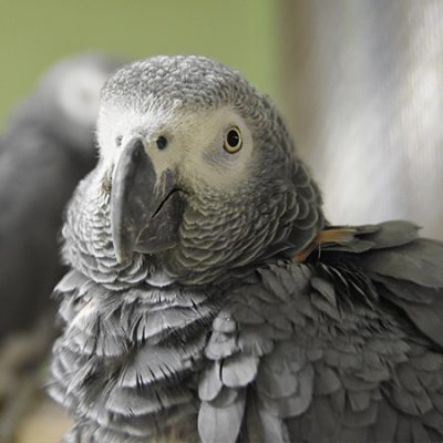African-Grey-Congo-1-400x400 African Grey Congo