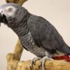 African Grey Congo