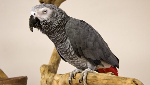 African-Grey-Congo-3-600x341 African Grey Congo
