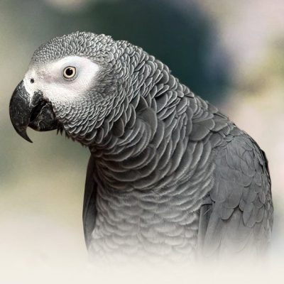 African-Grey-Congo-400x400 African Grey Congo