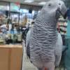 African Grey Congo Parrots, hand-fed parrots, tame African Grey birds, exotic birds, parrot breeders, vaccinated parrots, African Grey Parrot shipping, exotic pet birds.. African Grey Congo Parrots, hand-fed parrots, tame African Grey birds, exotic birds, parrot breeders, vaccinated parrots, African Grey Parrot shipping, exotic pet birds