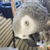 African Grey Congo Parrots, hand-fed parrots, tame African Grey birds, exotic birds, parrot breeders, vaccinated parrots, African Grey Parrot shipping, exotic pet birds African Grey Congo Parrots, hand-fed parrots, tame African Grey birds, exotic birds, parrot breeders, vaccinated parrots, African Grey Parrot shipping, exotic pet birds
