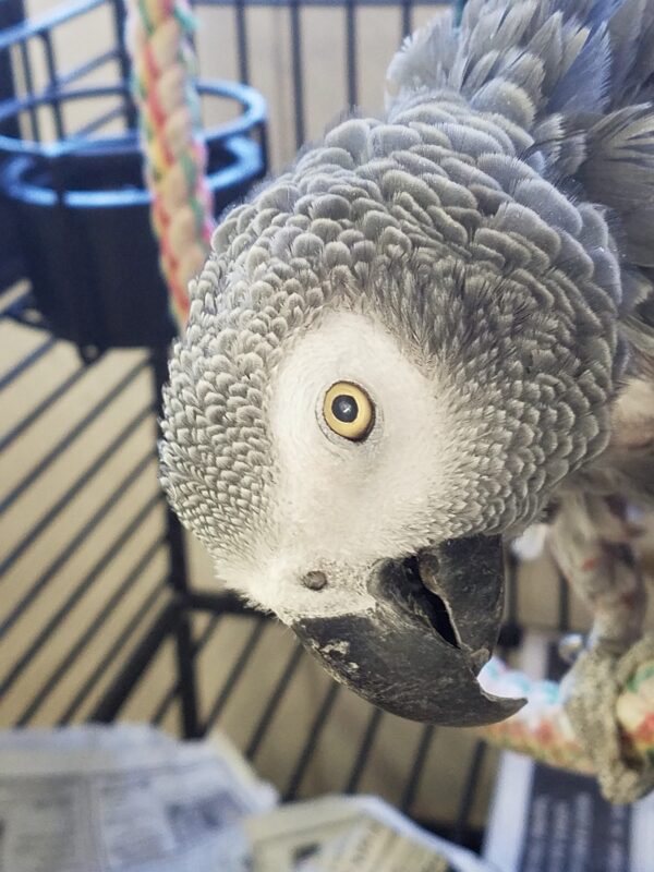 African Grey Congo Parrots, hand-fed parrots, tame African Grey birds, exotic birds, parrot breeders, vaccinated parrots, African Grey Parrot shipping, exotic pet birds African Grey Congo Parrots, hand-fed parrots, tame African Grey birds, exotic birds, parrot breeders, vaccinated parrots, African Grey Parrot shipping, exotic pet birds