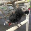 African Grey parrot African Grey Congo Parrots, hand-fed parrots, tame African Grey birds, exotic birds, parrot breeders, vaccinated parrots, African Grey Parrot shipping, exotic pet birds