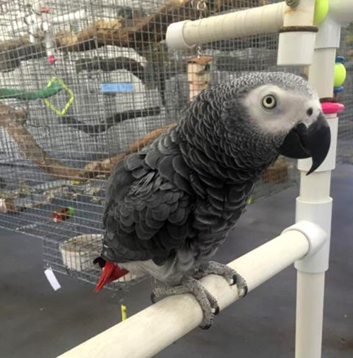 African Grey parrot African Grey Congo Parrots, hand-fed parrots, tame African Grey birds, exotic birds, parrot breeders, vaccinated parrots, African Grey Parrot shipping, exotic pet birds