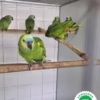 Amazona Bodini Parrots, hand-fed parrots, tame Amazona Bodini, exotic birds, parrot breeders, vaccinated parrots, Amazona Bodini shipping, exotic pet birds.. Amazona Bodini Parrots