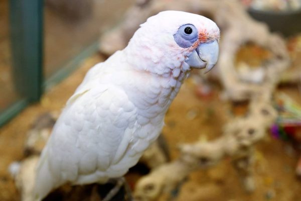 Bare-Eyed-Cockatoo- Bare-Eyed Cockatoo