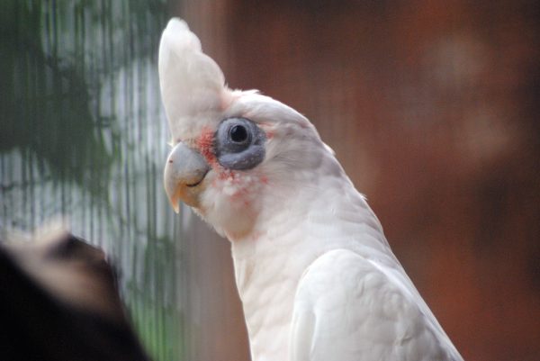 Bare-Eyed-Cockatoo-1-600x401 Bare-Eyed Cockatoo