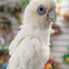 Bare-Eyed Cockatoo, Bare-Eyed Cockatoo for sale, tame Bare-Eyed Cockatoo, hand fed Cockatoo, intelligent Cockatoo, medium-sized Cockatoo, exotic Cockatoo, vaccinated Cockatoo, Todd Marcus Birds Exotic, parrot breeder USA, Cockatoo diet, parrot cage, parrot shipping, international bird shipping, exotic bird care, family-friendly parrot, Cockatoo companion Bare-Eyed Cockatoo, Bare-Eyed Cockatoo for sale, tame Bare-Eyed Cockatoo, hand fed Cockatoo, intelligent Cockatoo, medium-sized Cockatoo, exotic Cockatoo, vaccinated Cockatoo, Todd Marcus Birds Exotic, parrot breeder USA, Cockatoo diet, parrot cage, parrot shipping, international bird shipping, exotic bird care, family-friendly parrot, Cockatoo companion