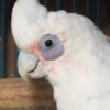 Bare-Eyed Cockatoo
