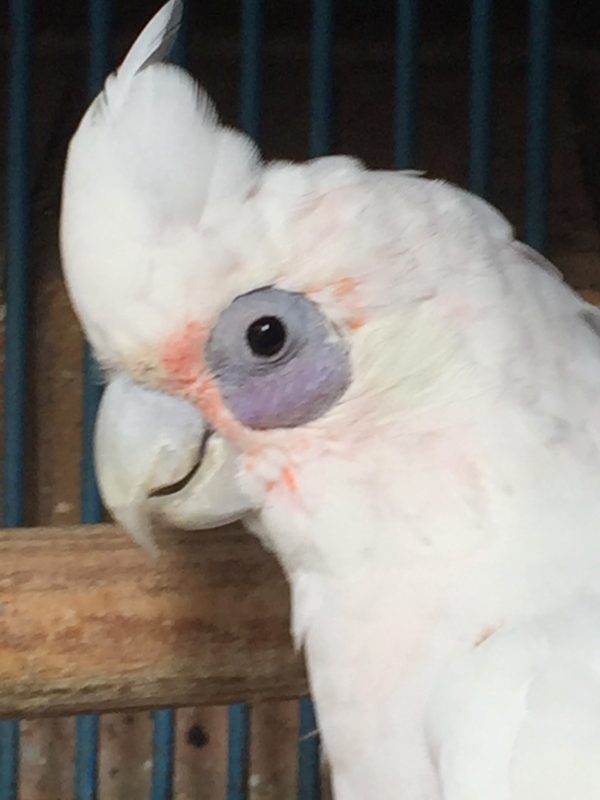 Bare-Eyed-Cockatoo-2-600x800 Bare-Eyed Cockatoo