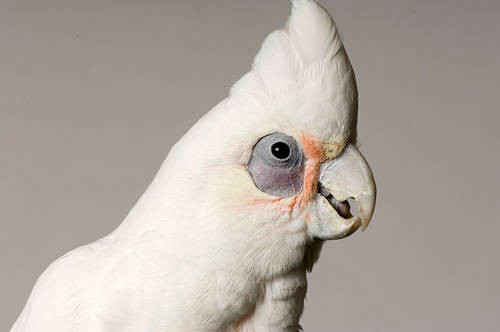 BIR042-00045 Bare-Eyed Cockatoo