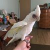 Bare-Eyed Cockatoo