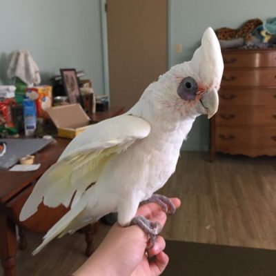 Bare-Eyed-Cockatoo-4-400x400 Bare-Eyed Cockatoo