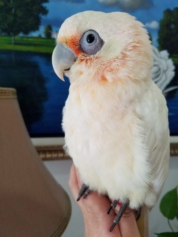 Bare-Eyed-Cockatoo-5-600x800 Bare-Eyed Cockatoo