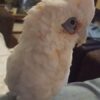 Bare-Eyed Cockatoo