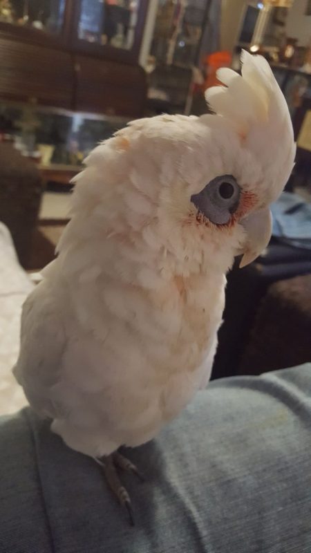 Bare-Eyed-Cockatoo-6-450x800 Bare-Eyed Cockatoo