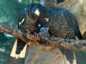 Baudins Black Cockatoo