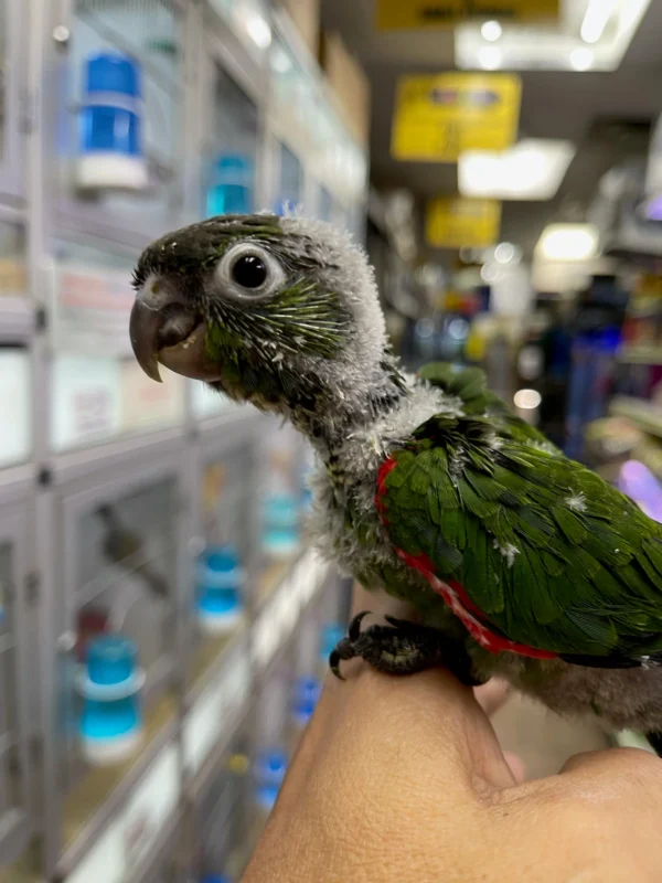 Black Capped Conure, hand fed Black Capped Conure, tame Black Capped Conure, Black Capped Conure for sale, Todd Marcus Birds Exotic, vaccinated conure, intelligent parrot, talking parrot, exotic birds, exotic bird shipping, domestic bird delivery, international bird shipping, tropical parrot, conure cage, conure diet, parrot care, exotic pets, parrot breeders, social birds, trained parrots Black Capped Conure, hand fed Black Capped Conure, tame Black Capped Conure, Black Capped Conure for sale, Todd Marcus Birds Exotic, vaccinated conure, intelligent parrot, talking parrot, exotic birds, exotic bird shipping, domestic bird delivery, international bird shipping, tropical parrot, conure cage, conure diet, parrot care, exotic pets, parrot breeders, social birds, trained parrots