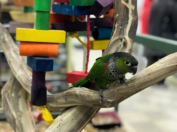 Black Capped Conure, hand fed Black Capped Conure, tame Black Capped Conure, Black Capped Conure for sale, Todd Marcus Birds Exotic, vaccinated conure, intelligent parrot, talking parrot, exotic birds, exotic bird shipping, domestic bird delivery, international bird shipping, tropical parrot, conure cage, conure diet, parrot care, exotic pets, parrot breeders, social birds, trained parrots Black Capped Conure, hand fed Black Capped Conure, tame Black Capped Conure, Black Capped Conure for sale, Todd Marcus Birds Exotic, vaccinated conure, intelligent parrot, talking parrot, exotic birds, exotic bird shipping, domestic bird delivery, international bird shipping, tropical parrot, conure cage, conure diet, parrot care, exotic pets, parrot breeders, social birds, trained parrots