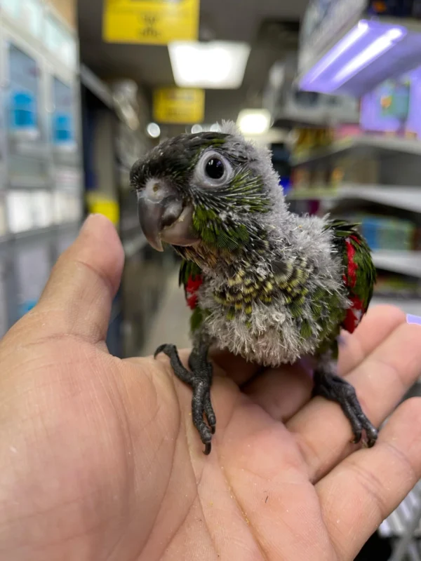 Black Capped Conure, hand fed Black Capped Conure, tame Black Capped Conure, Black Capped Conure for sale, Todd Marcus Birds Exotic, vaccinated conure, intelligent parrot, talking parrot, exotic birds, exotic bird shipping, domestic bird delivery, international bird shipping, tropical parrot, conure cage, conure diet, parrot care, exotic pets, parrot breeders, social birds, trained parrots Black Capped Conure, hand fed Black Capped Conure, tame Black Capped Conure, Black Capped Conure for sale, Todd Marcus Birds Exotic, vaccinated conure, intelligent parrot, talking parrot, exotic birds, exotic bird shipping, domestic bird delivery, international bird shipping, tropical parrot, conure cage, conure diet, parrot care, exotic pets, parrot breeders, social birds, trained parrots