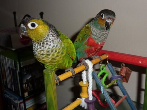 Black Capped Conure4 Black Capped Conure