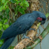 Black Palm Cockatoo