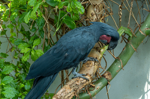 Black Palm Cockatoo1 Black Palm Cockatoo