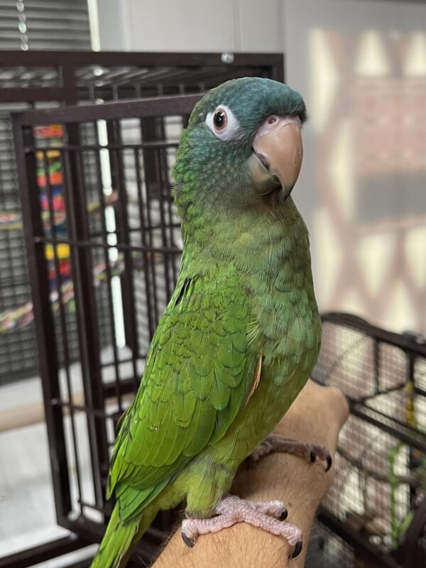 Brown Throated Conure, hand fed Brown Throated Conure, tame conure, exotic parrot, Todd Marcus Birds Exotic, vaccinated Brown Throated Conure, parrot shipping, conure diet, conure cage, domestic bird shipping, international bird shipping, exotic bird care, conure breeder, colorful conure, friendly conure, social conure Brown Throated Conure, hand fed Brown Throated Conure, tame conure, exotic parrot, Todd Marcus Birds Exotic, vaccinated Brown Throated Conure, parrot shipping, conure diet, conure cage, domestic bird shipping, international bird shipping, exotic bird care, conure breeder, colorful conure, friendly conure, social conure