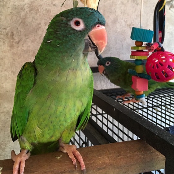 Blue Crowned Conure Blue Crowned Conure