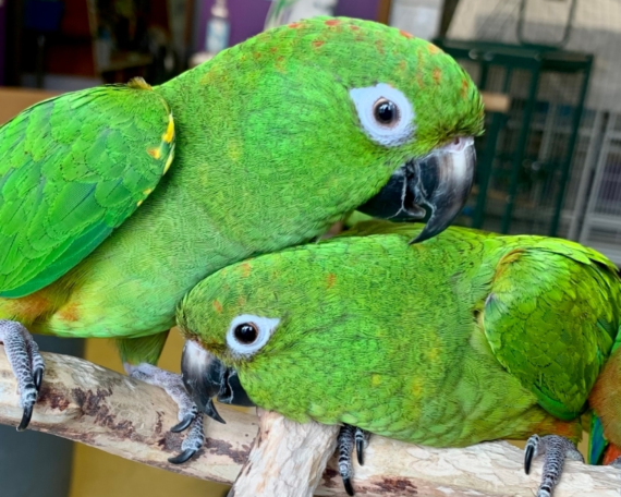 Brown Throated Conure, hand fed Brown Throated Conure, tame conure, exotic parrot, Todd Marcus Birds Exotic, vaccinated Brown Throated Conure, parrot shipping, conure diet, conure cage, domestic bird shipping, international bird shipping, exotic bird care, conure breeder, colorful conure, friendly conure, social conure Brown Throated Conure, hand fed Brown Throated Conure, tame conure, exotic parrot, Todd Marcus Birds Exotic, vaccinated Brown Throated Conure, parrot shipping, conure diet, conure cage, domestic bird shipping, international bird shipping, exotic bird care, conure breeder, colorful conure, friendly conure, social conure