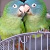 Blue Crowned Conure