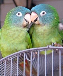 Blue Crowned Conure4 Blue Crowned Conure