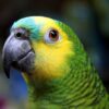 Blue Front Amazon