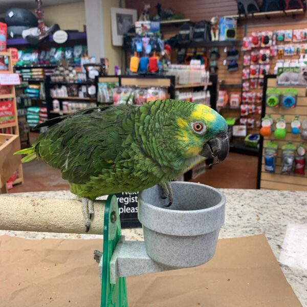 Blue Front Amazon Parrot, hand fed Amazon parrot, tame intelligent parrot, exotic bird shipping, talking parrot for sale, vaccinated parrots, Todd Marcus Birds Exotic, exotic birds for sale, intelligent parrots, hand reared birds Blue Front Amazon Parrot, hand fed Amazon parrot, tame intelligent parrot, exotic bird shipping, talking parrot for sale, vaccinated parrots, Todd Marcus Birds Exotic, exotic birds for sale, intelligent parrots, hand reared birds