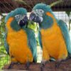 Blue throated macaw